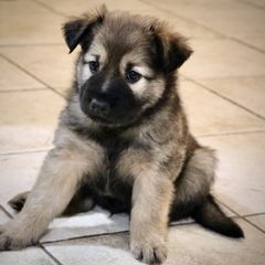 Chinook Puppies from Mystique Pond Chinooks