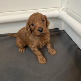Brown Collar Boy - Red  male Poodle puppy in Grandview, Tennessee from FurEver Poodles