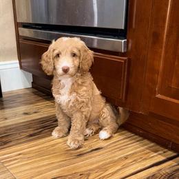 Girl 1 Nalani - Apricot female Goldendoodle puppy in Anthem/Phoenix, Arizona from Ironwood Doodles