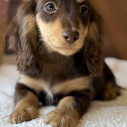 Faith - Chocolate and cream female Dachshund puppy in Pflugerville, Texas from Dream A Dream Dachshunds