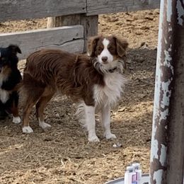 Axel - Toy Australian Shepherd