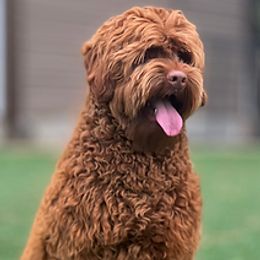 Beez - Australian Labradoodle