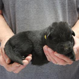 Yellow Girl - Black female German Shepherd puppy in Lake George, Colorado from High Country German Shepherds
