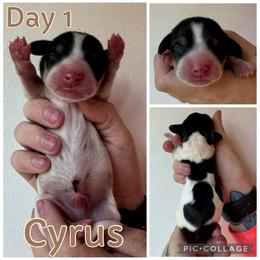 Cyrus - Piebald male Dachshund puppy in Michigan from M.H.P Dachshunds