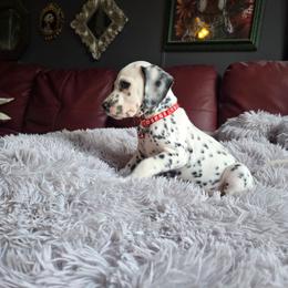 Phantom (LUA) - White and black male Dalmatian puppy in Salem, Missouri from Paradise Spots Dalmatians