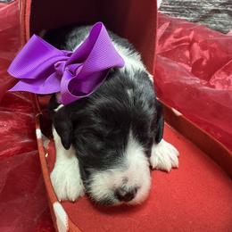 Bernedoodle, Poodle, and Sheepadoodle Puppies from TLC by the Lake Standard Poodle and Doodles