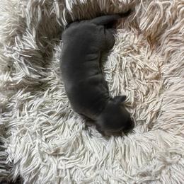 Italian Greyhound Puppies from Fisher Link