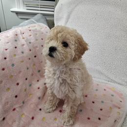 Havapoo Puppies from Derbyville Havapoos
