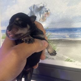 Girl 1 - Black and silver female Miniature Schnauzer puppy in Upland, California from Rising Minis of Upland