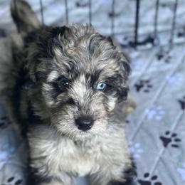 Male - Blue merle male Aussiedoodle puppy in Saratoga Springs, New York from Rock Springs Australian Shepherds