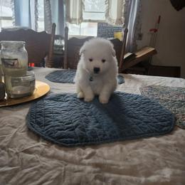 Cinderella - White female American Eskimo Dog puppy in Grants Pass, Oregon from SnH Eskies