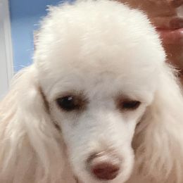 Cupcake - Poodle