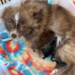 Lollipop 🍭 - Pomeranian