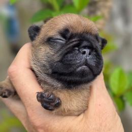 Red fawn - Fawn female French Bulldog puppy in Polk City, Florida from Best Friend Frenchies, LLC