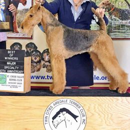 Airedale Terrier Puppies from Mystic’s Airedales