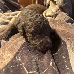 Boy ( green) - Chocolate male Labradoodle puppy in Lowville, New York from Pleasant View Labradoodles and micro cockapoos