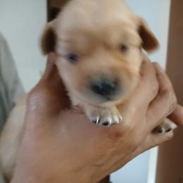 Pup 1 boy - Fawn male Chihuahua puppy in Madison, Wisconsin from Lynda Pups