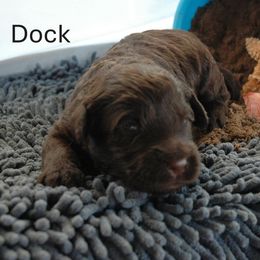 Dock - Brown male Portuguese Water Dog puppy in Williamsport, Pennsylvania from Petersheim Porties