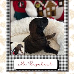 Rugelach - Brindle male Poodle puppy in Ocean Springs, Mississippi from Forever Summer Standard Poodles