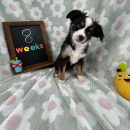 Orca - Black tri Toy Australian Shepherd puppy in San Tan Valley, Arizona from Arcola Ranch Toy Aussies