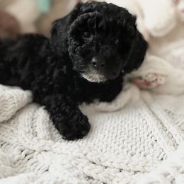 Maltipoo Puppies from Awwws&Pawws