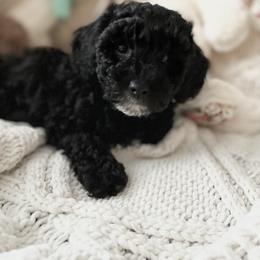 Maltipoo Puppies from Awwws&Pawws