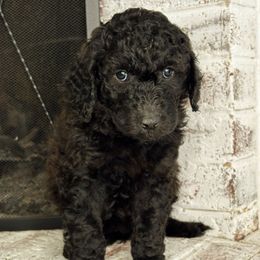 Alina - Brown and white female Aussiedoodle puppy in Monroe, North Carolina from The Klepper Homestead
