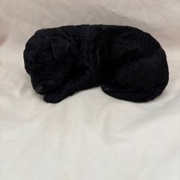 Paloma - Black female Bordoodle puppy in Indianapolis, Indiana from Indiana Bordoodles