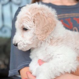 Poodle Puppies from Woofadoodles