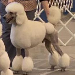 Poodles from Kokoro