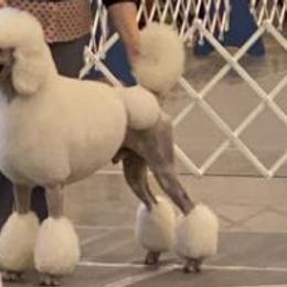 Poodles from Kokoro