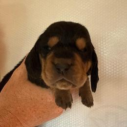 Shenzi - Black tan and white female Basset Hound puppy in Leroy, Michigan from Iron Sentry Farms