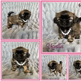 Noelle - Sable female Shih Tzu puppy in Yelm, Washington from Lala's All Star Shih Tzu
