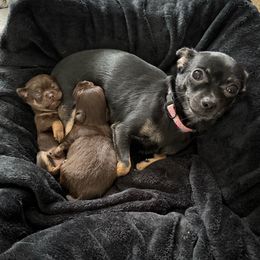 Marla - Chihuahua