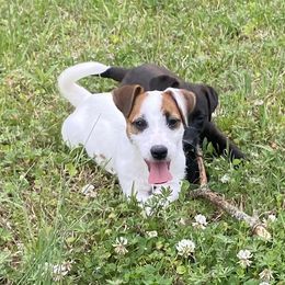 Letty - Russell Terrier