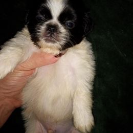 Michael - White male Pekingese puppy in Willow Spring, South Carolina from Pekingese Zoo
