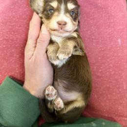 Cupcake - Chocolate and tan female Dachshund puppy in Wamego, Kansas from Doodles of Oz