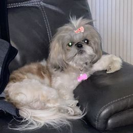 Sophie - Shih Tzu