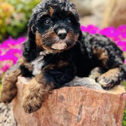 Bernedoodle and Pyredoodle Puppies from FDF Pyredoodles & Bernedoodles