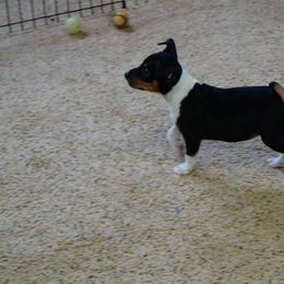 Rat Terrier Puppies from Buzablu Rat Terriers