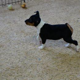 Rat Terrier Puppies from Buzablu Rat Terriers