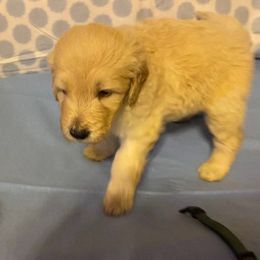 Goldendoodle Puppies from Toneytails Doodles