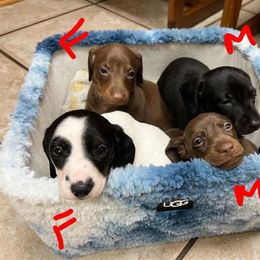 Dachshund Puppies from Morrison Dachshunds