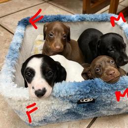 Dachshund Puppies from Morrison Dachshunds
