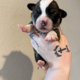 Sunni- full Fluffy - Sable male Pembroke Welsh Corgi puppy in Aberdeen, Washington from Coastal country Farms