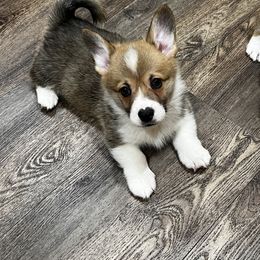 Buachaille - Red Pembroke Welsh Corgi puppy in California from Camp Corgis