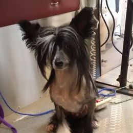 Paris - Chinese Crested