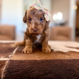 Willet - Merle female Goldendoodle puppy in Queen Creek, Arizona from Sunny Doodles