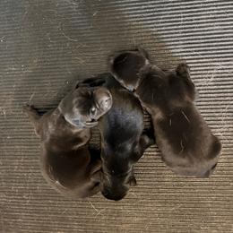 Green - Black male Labrador Retriever puppy in Newton Grove, North Carolina from Wayalife Labradors & Gsp’s