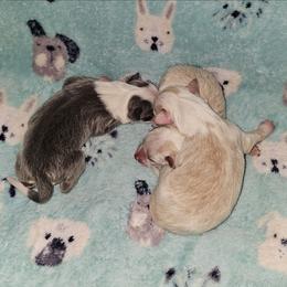 Blonde girl 1 - Gold female Border Collie puppy in Springtown, Texas from CRL Farms